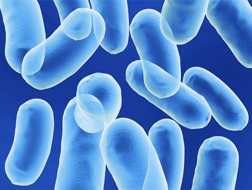 Bacillus-Bacteria
