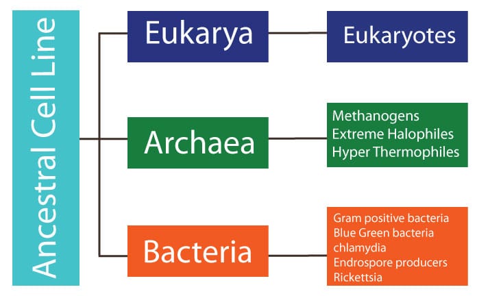Ancestral-cell-line