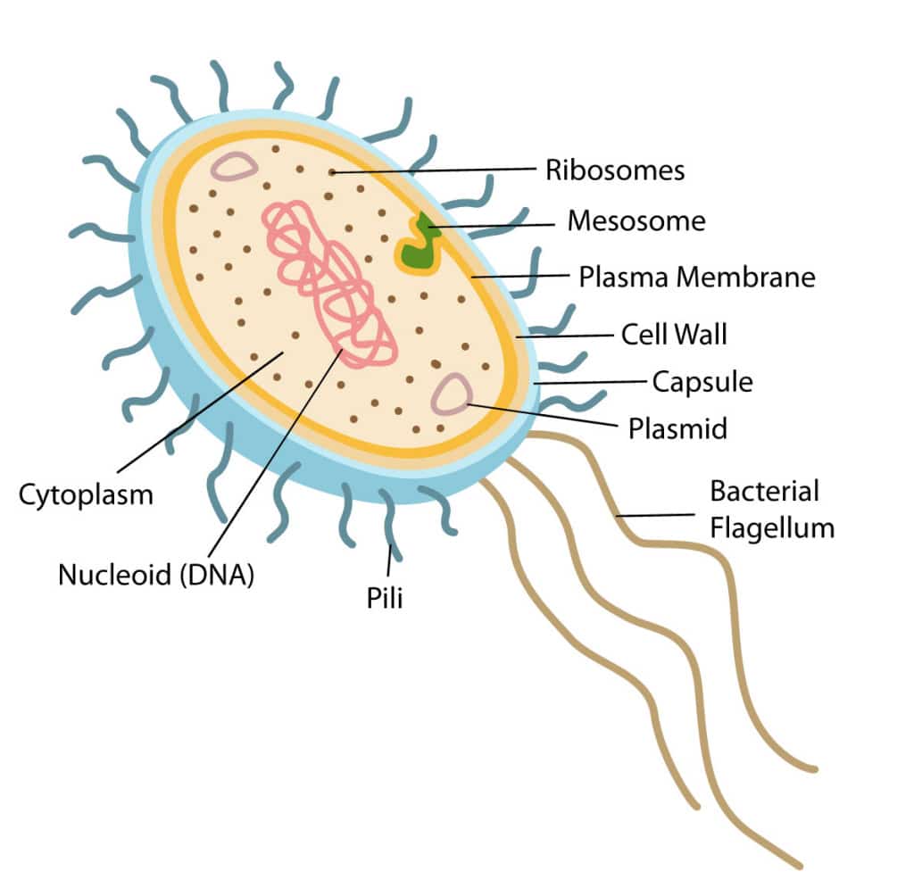 Bacterial-structure