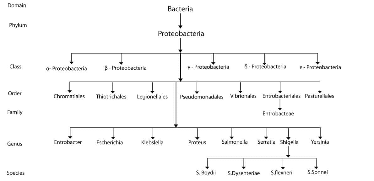 Micobial-taxonomy