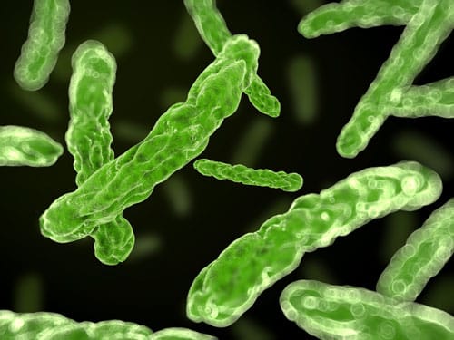 Microorganisms