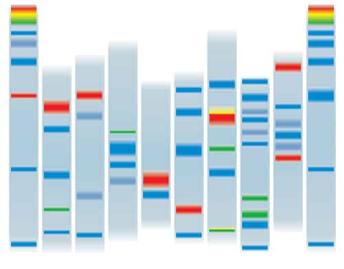 Separated-component-bands-on-chromatographic-plates