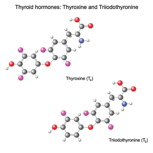 Hormones-Example-of-large-biomolecular-structures